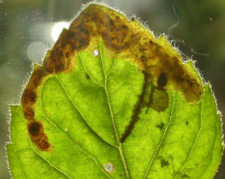 pupa in mine