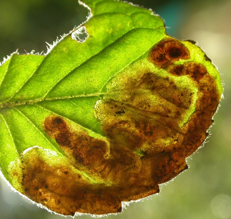 makes a brown blotch mine