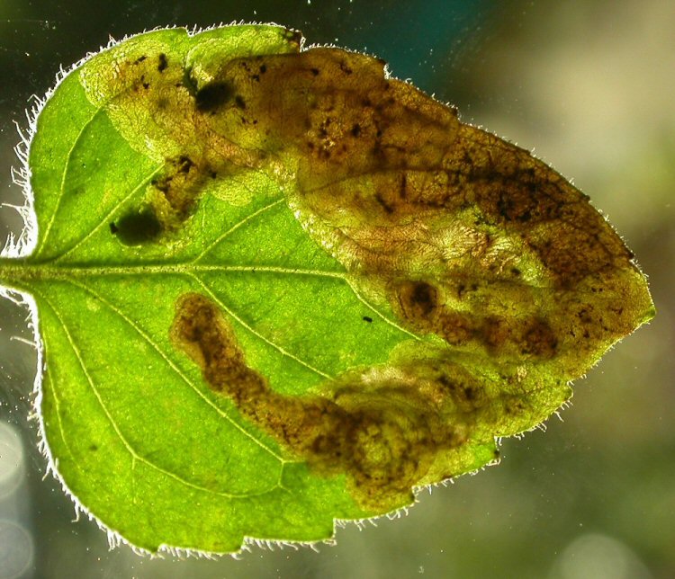 pupa in mine