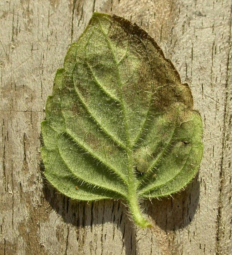 underside of leaf