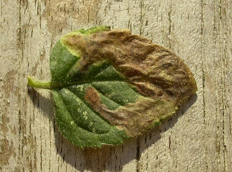 forms a brown blotch mine