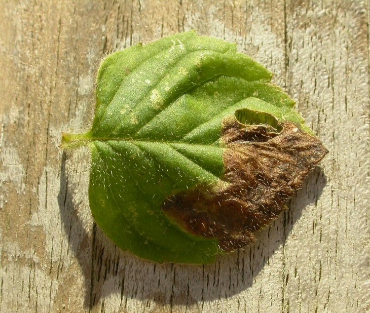 brown blotch mine formed at the leaf edge