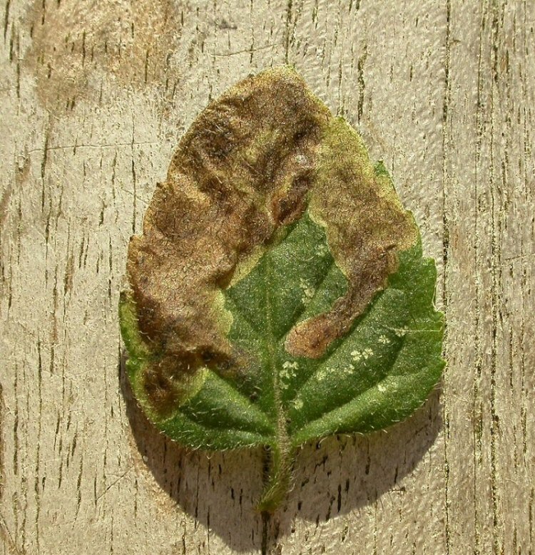 brown blotch mine formed at leaf edge