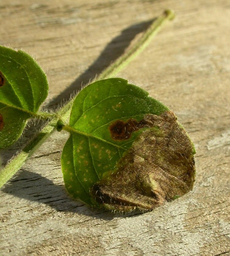 brown blotch mine si fromed