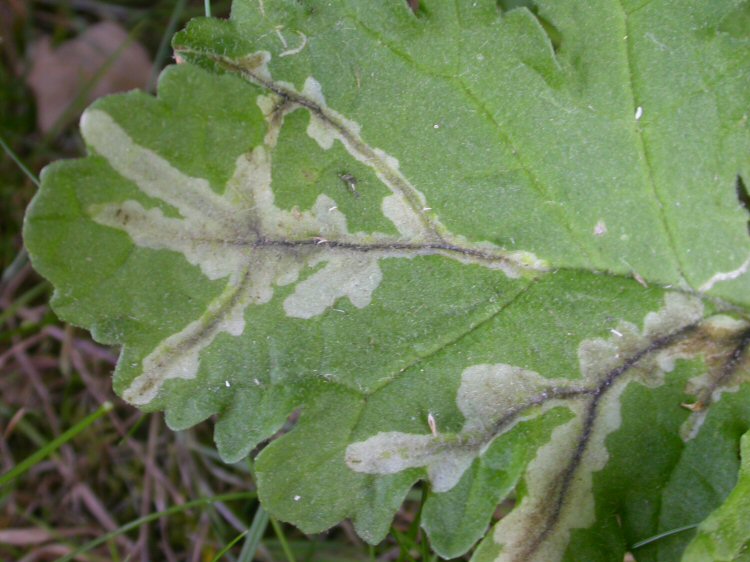 forms a narrow blotch mine with finger like extrensions