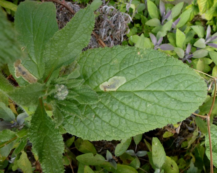 mine on Borage