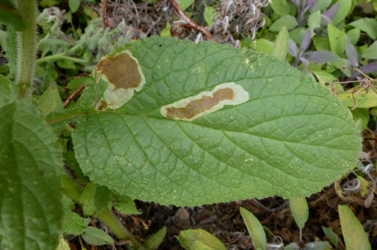 mine on Borage