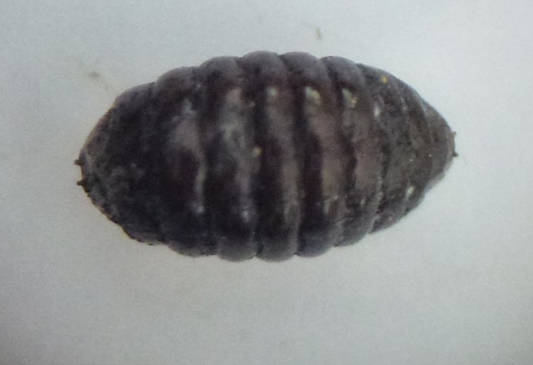 dorsal
