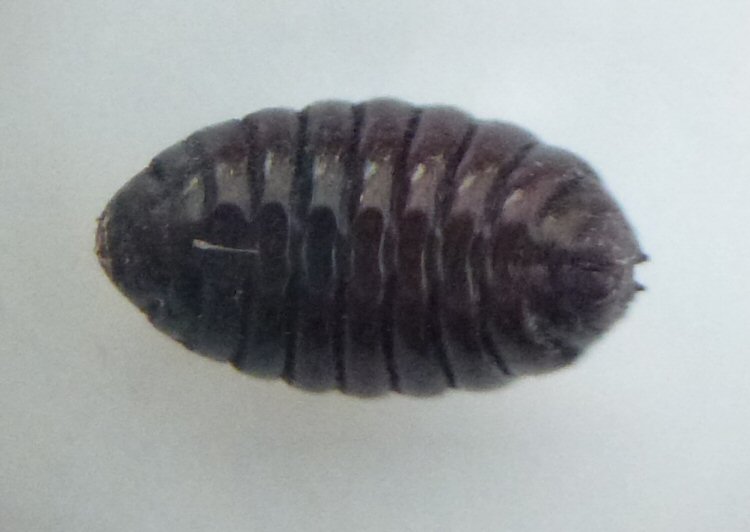 ventral