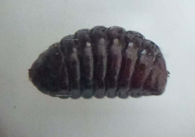 lateral
