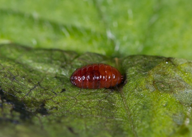 pupa