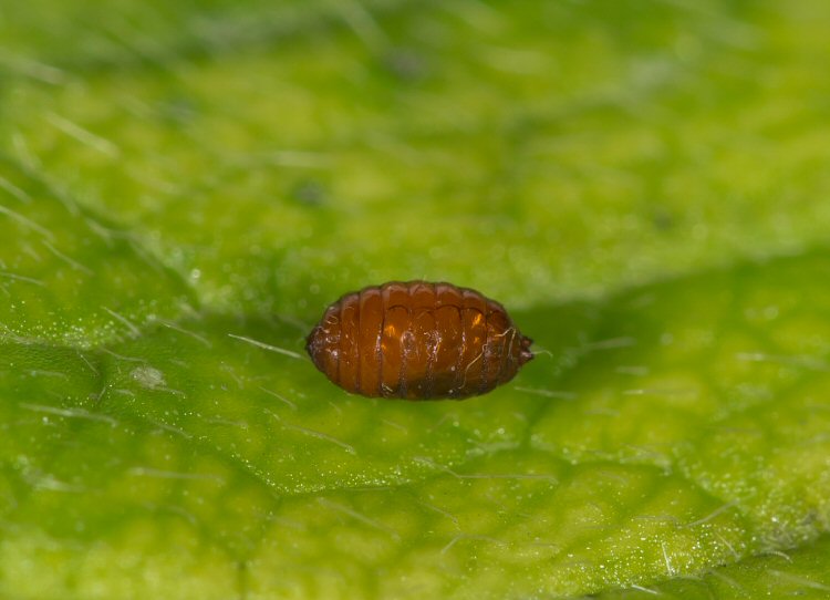 pupa