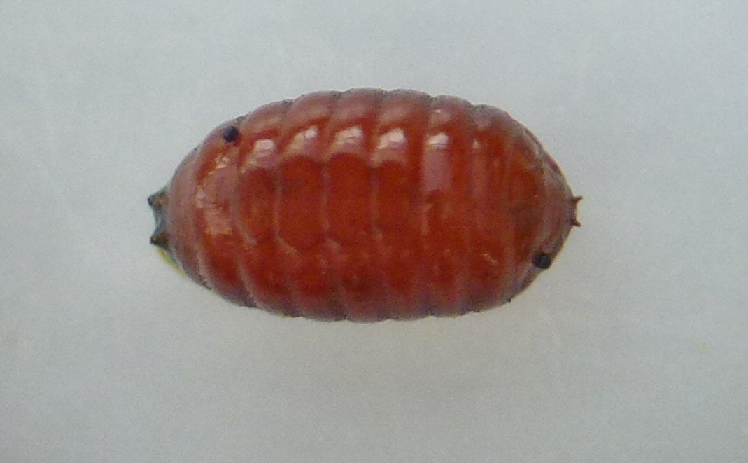 puparium dorsal