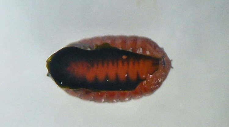 puparium ventral