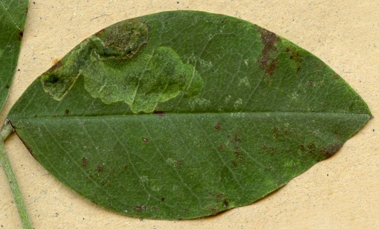 surface view of leaf