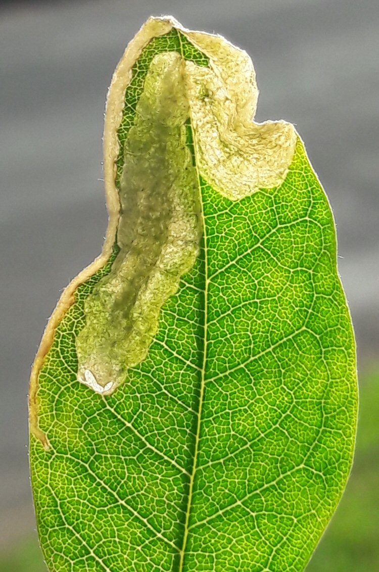 the mine forms at the leaf edge