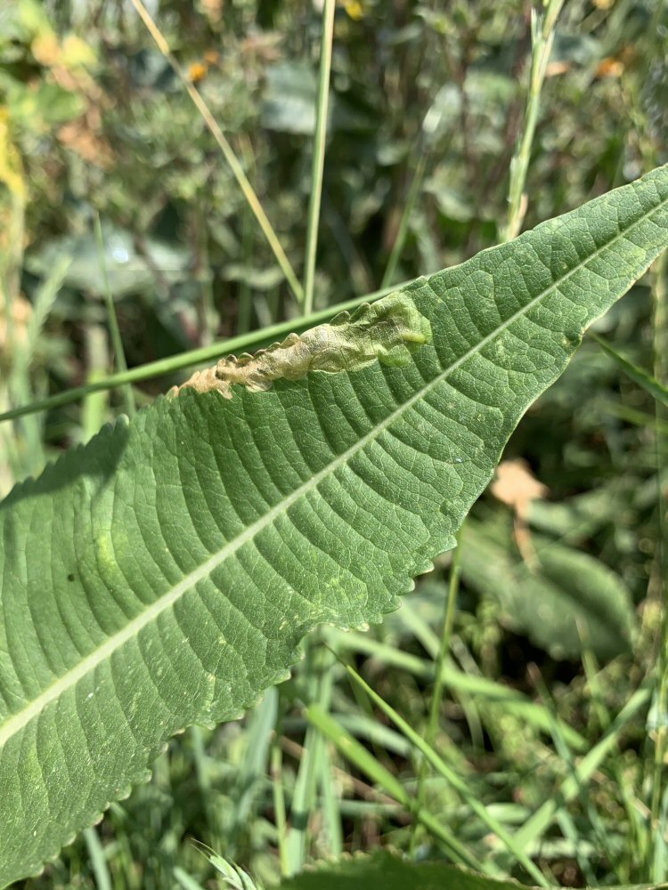 larva in mine