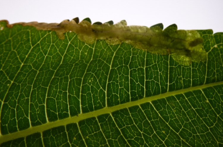 larva in mine