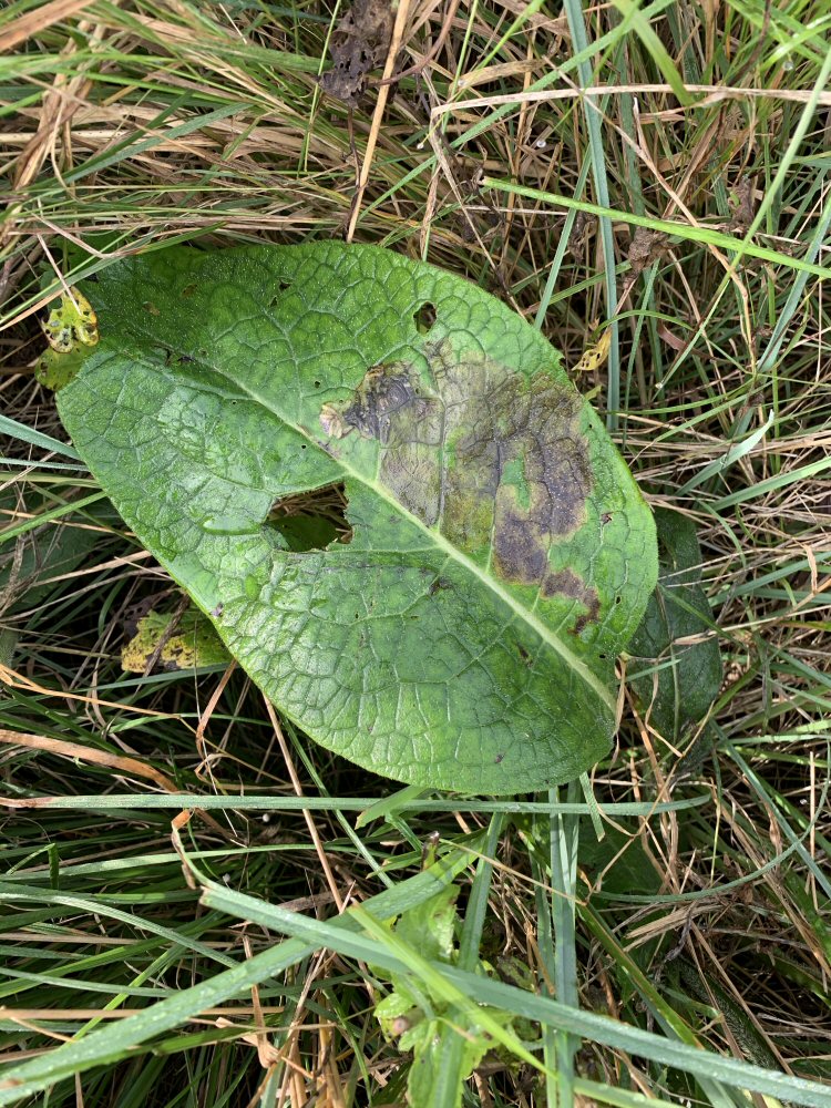 large brown blotch mines
