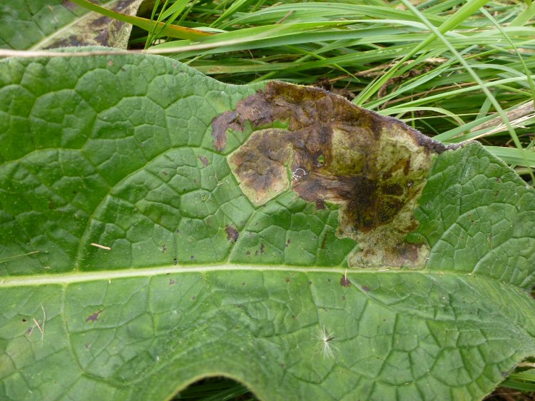 large blotch mine formed