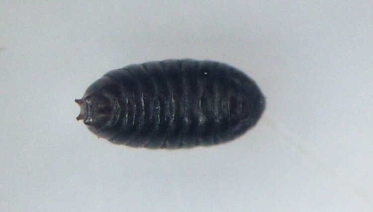 ventral view