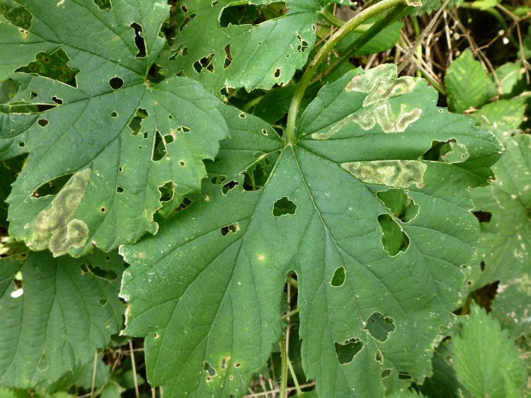 greenish mines