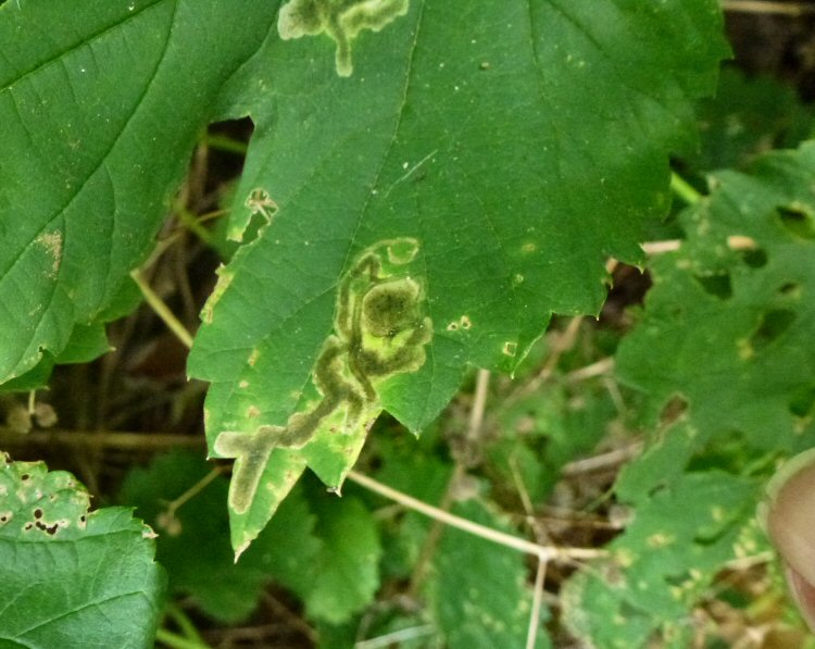 greenish mines