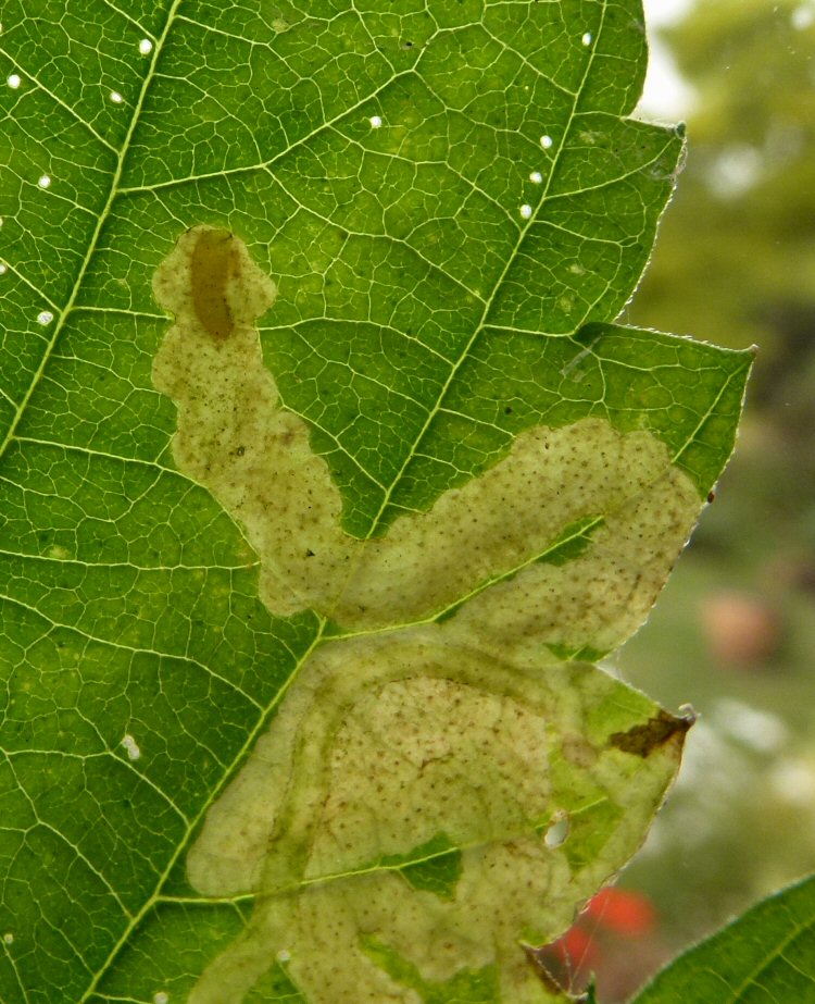 larva in mine