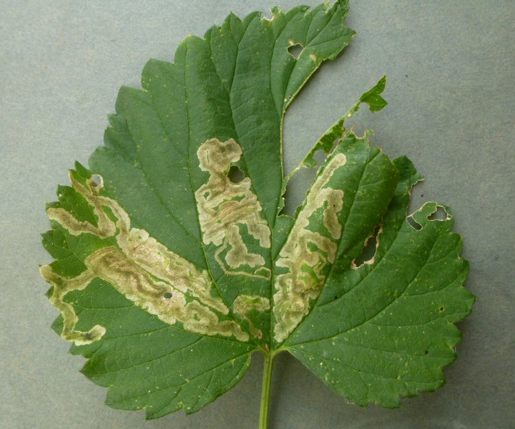 several mines in a leaf