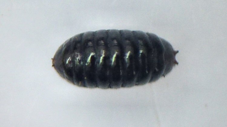 puparium dorsal view
