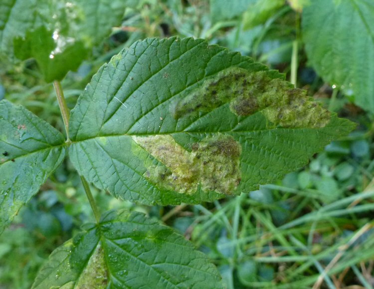 makes blotch mines