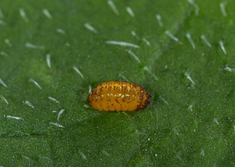 pupa