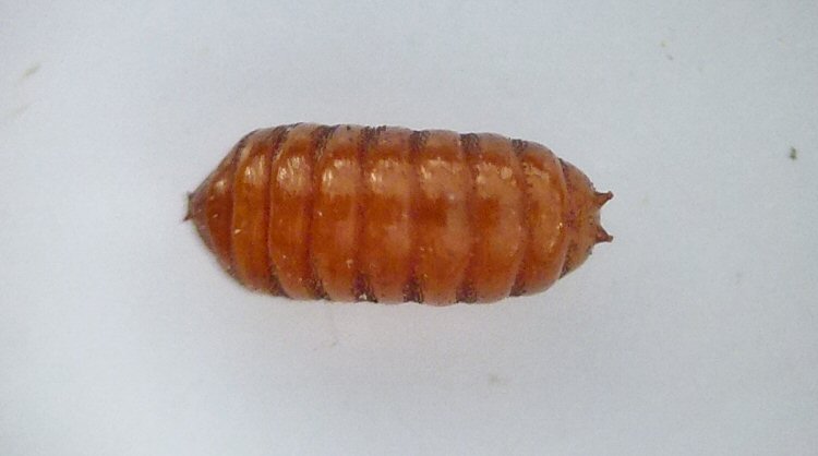 dorsal