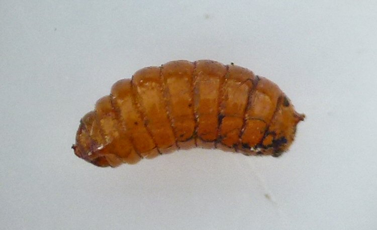 lateral