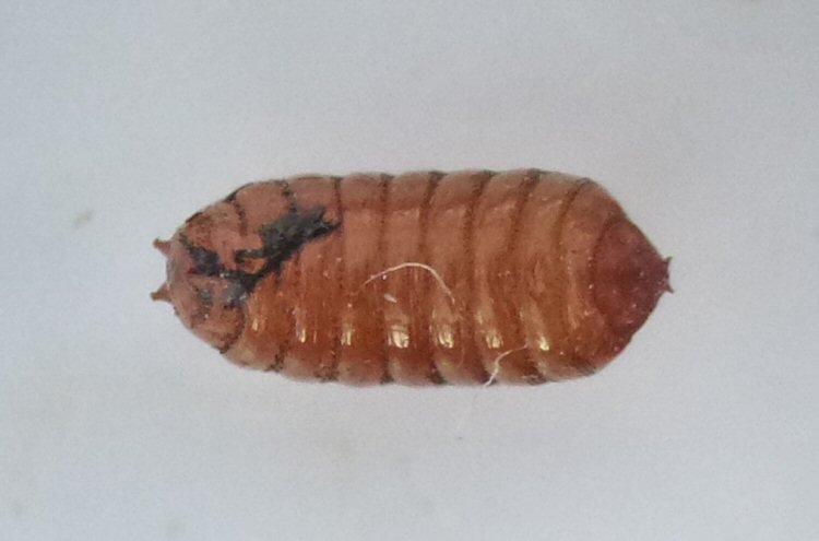 ventral