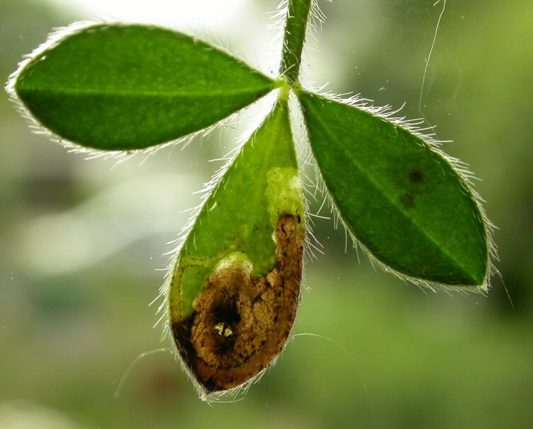 makes a blotch in the centre of the leaf