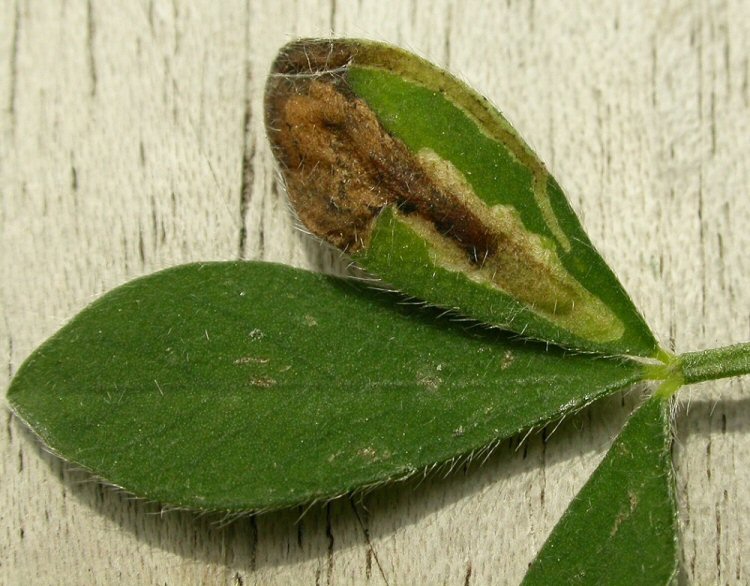 makes a blotch in the leaf centre