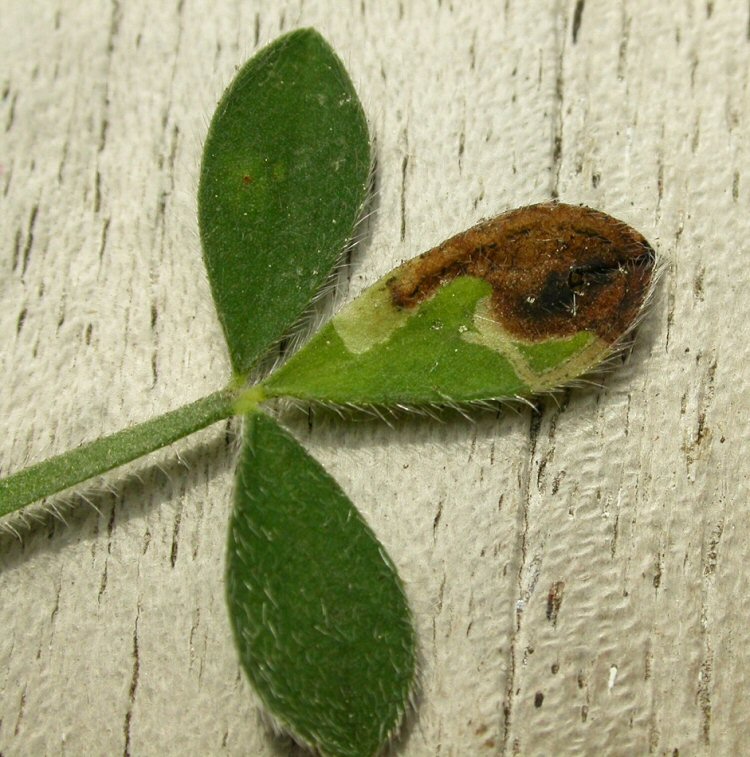 makes a central blotch