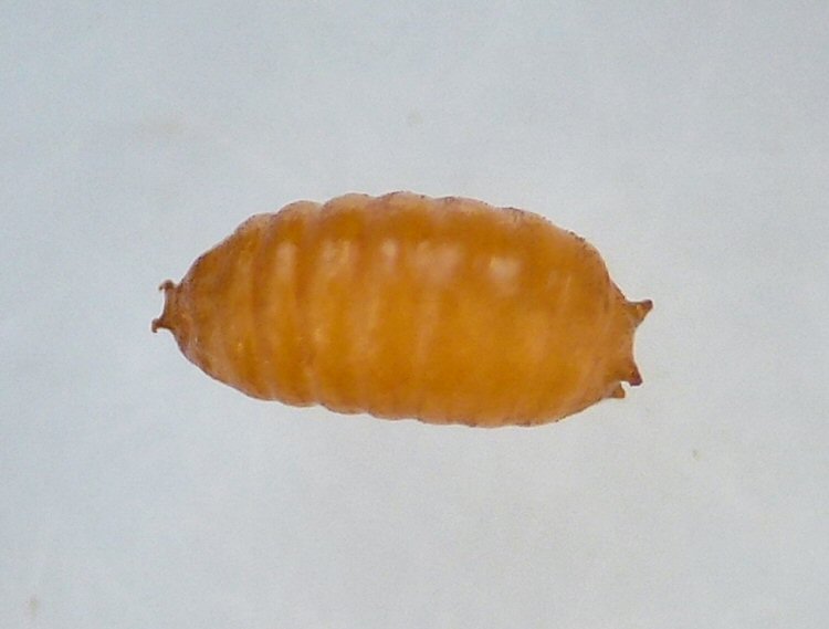 dorsal view of pupa