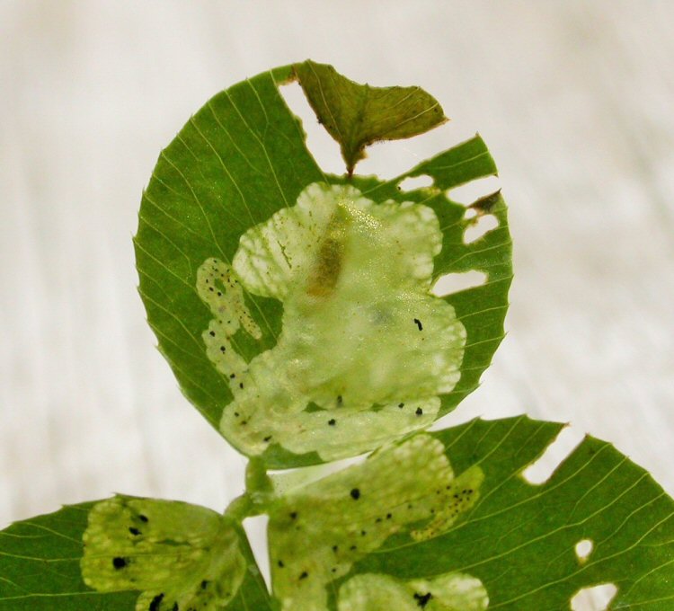 larva in mine