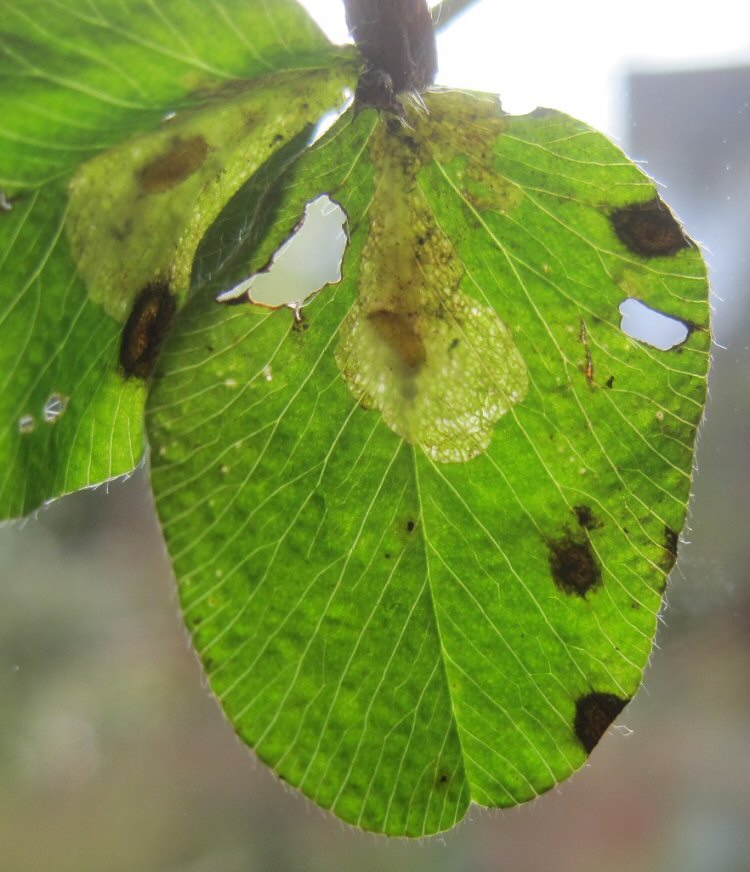 larva in mione