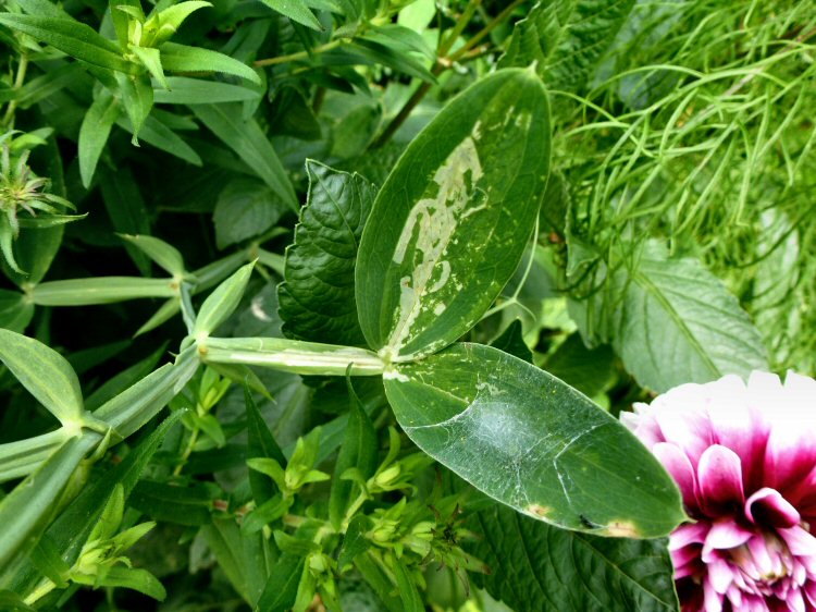 stem mines and in leaf