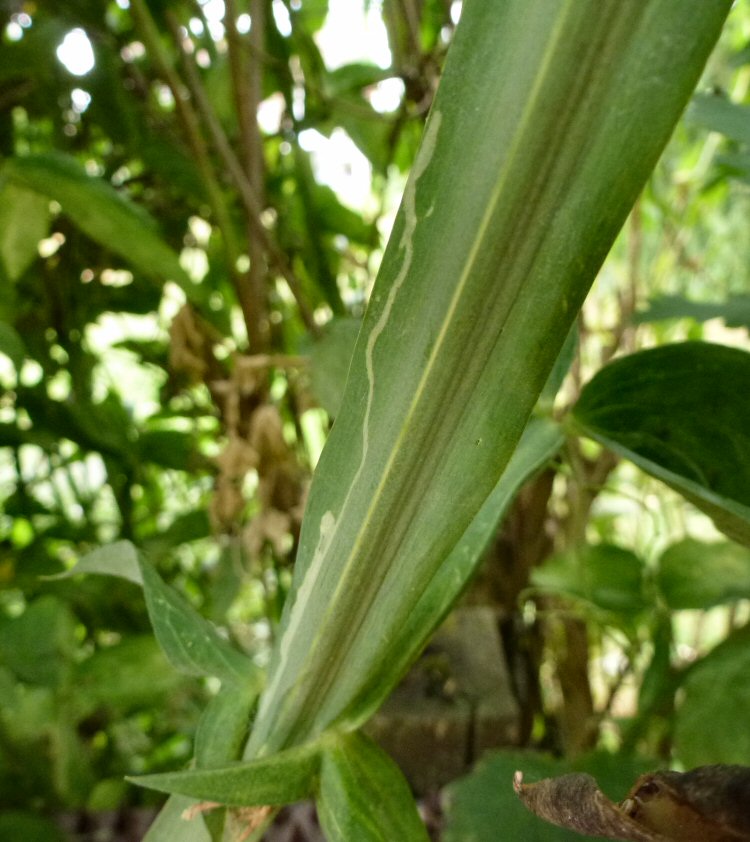 mine in wing of stem