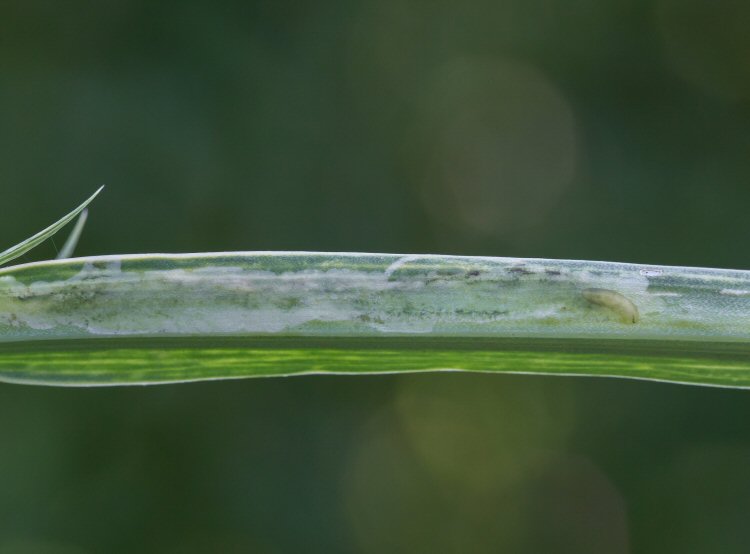 larva in mine