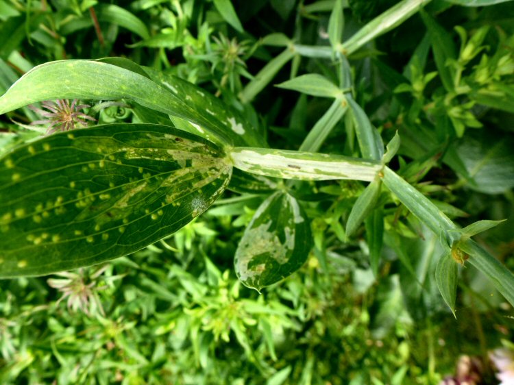 mines in the stem and leaf