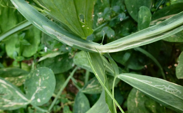 long white stem mine