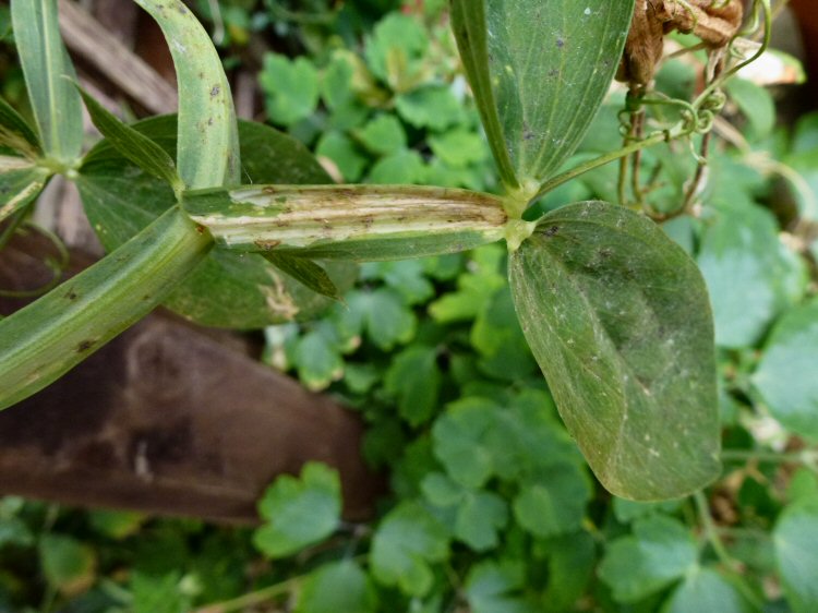 mine in wing of stem
