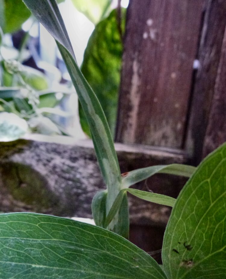 mines in wing of stem