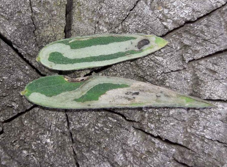 initial mine along leaf edge then forms a blotch