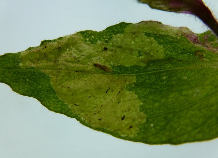 larva in mine